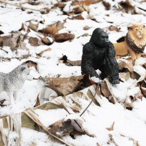a question of when band photo. Wolves, Western Lowland Gorilla (Gorilla gorilla gorilla), and lion figurines in winter forest. By Clarence King