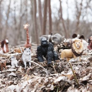 a question of when band photo. Wolves, Western Lowland Gorilla (Gorilla gorilla gorilla), and lion figurines, with various jungle animal figurines in the background, in fall forest. By Clarence King